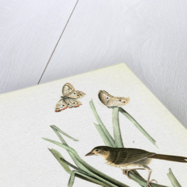 Macgillivray's Shore-Finch by John James Audubon