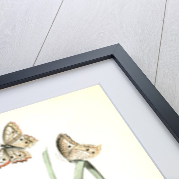 Macgillivray's Shore-Finch by John James Audubon