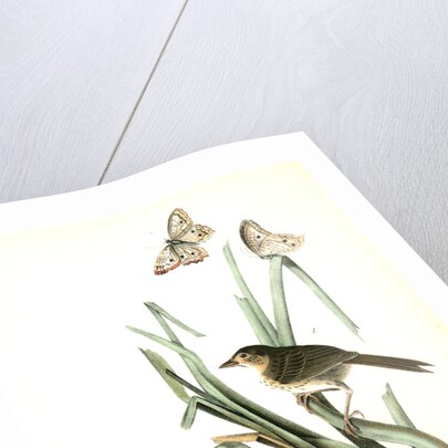 Macgillivray's Shore-Finch by John James Audubon