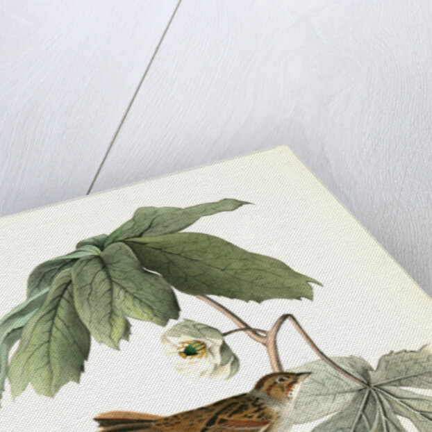 Swamp Sparrow. Male. (May-apple.) by John James Audubon