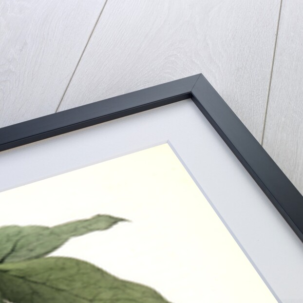 Swamp Sparrow. Male. (May-apple.) by John James Audubon