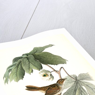 Swamp Sparrow. Male. (May-apple.) by John James Audubon