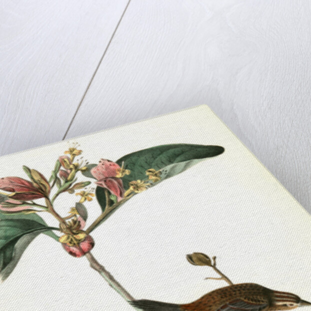 Bachman's Pinewood Finch. Male. (Pinckneya pubescens) by John James Audubon