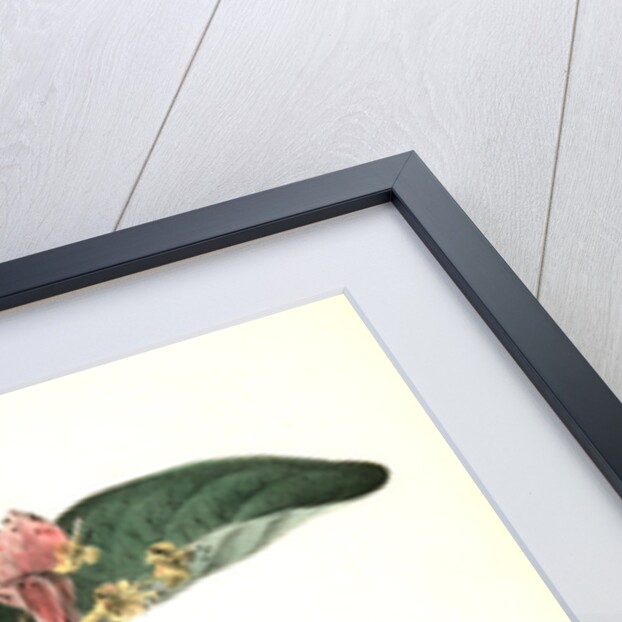 Bachman's Pinewood Finch. Male. (Pinckneya pubescens) by John James Audubon