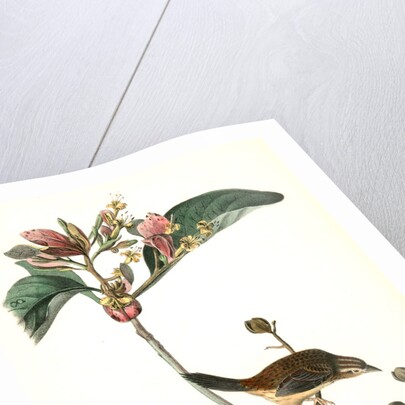 Bachman's Pinewood Finch. Male. (Pinckneya pubescens) by John James Audubon