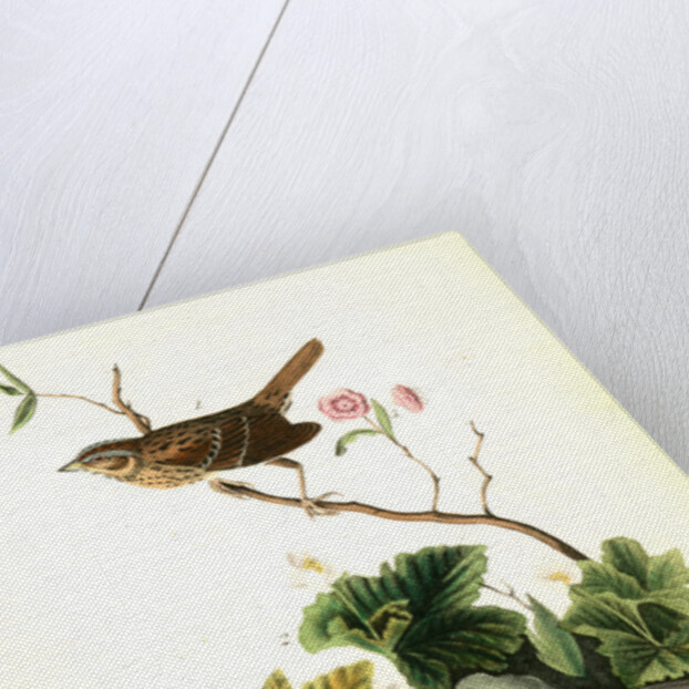 Lincoln's Pinewood Finch by John James Audubon