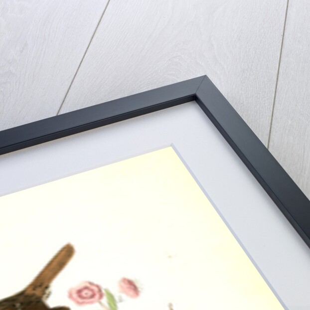 Lincoln's Pinewood Finch by John James Audubon