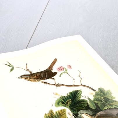 Lincoln's Pinewood Finch by John James Audubon