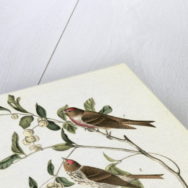 Lesser Redpoll Linnet by John James Audubon