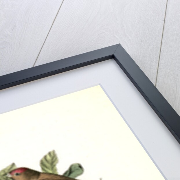 Lesser Redpoll Linnet by John James Audubon