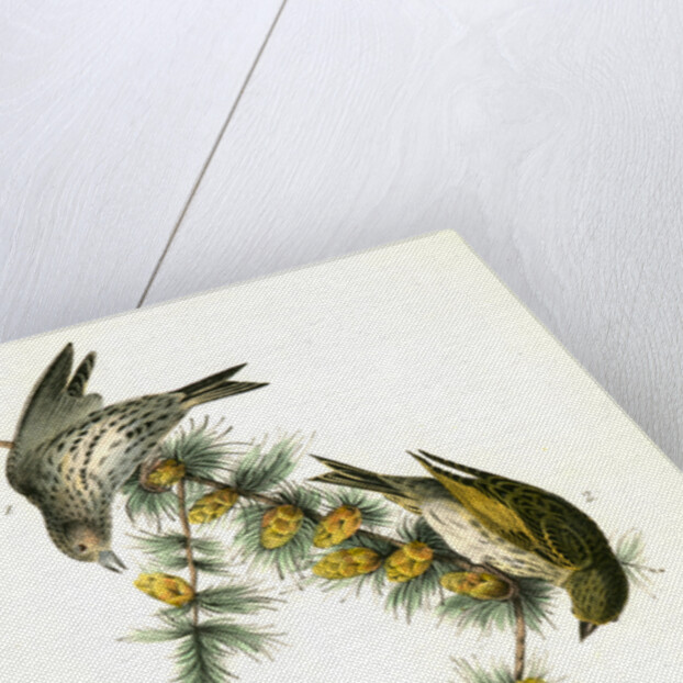Pine Linnet by John James Audubon