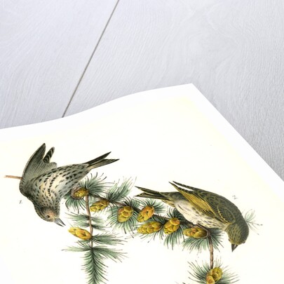 Pine Linnet by John James Audubon