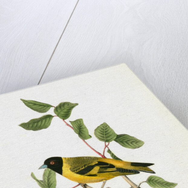 Black-headed Goldfinch. Male by John James Audubon