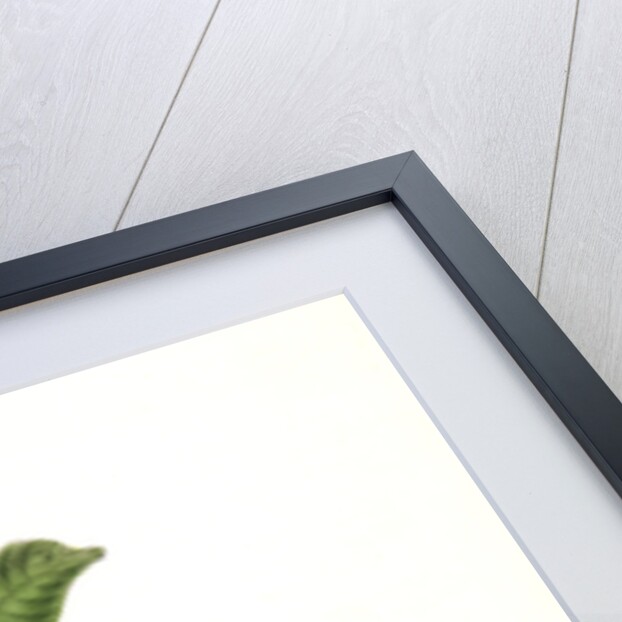 Black-headed Goldfinch. Male by John James Audubon