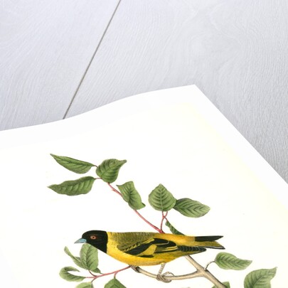 Black-headed Goldfinch. Male by John James Audubon