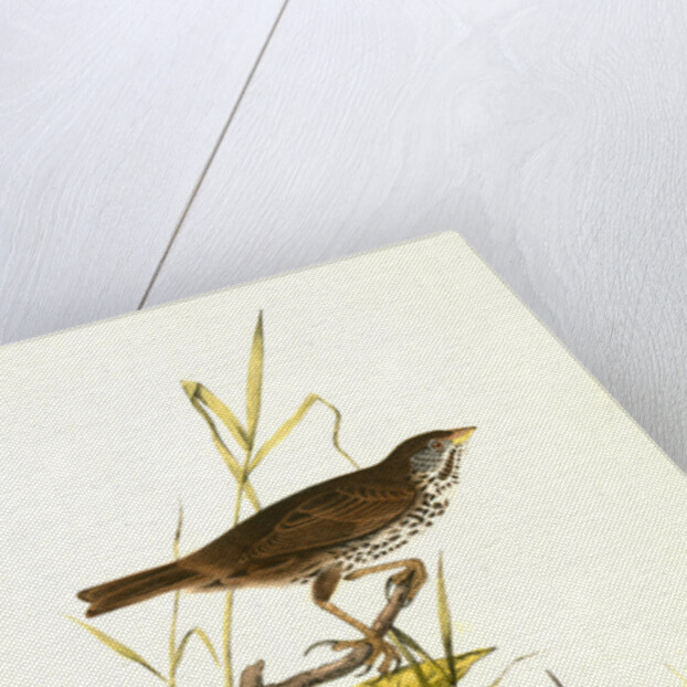Brown Finch. Female by John James Audubon