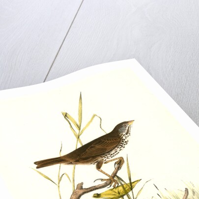 Brown Finch. Female by John James Audubon