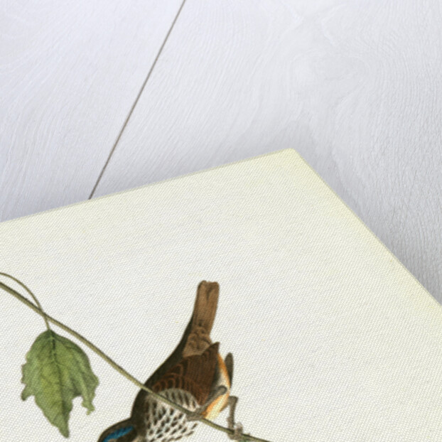 Townsend's Finch. Male by John James Audubon