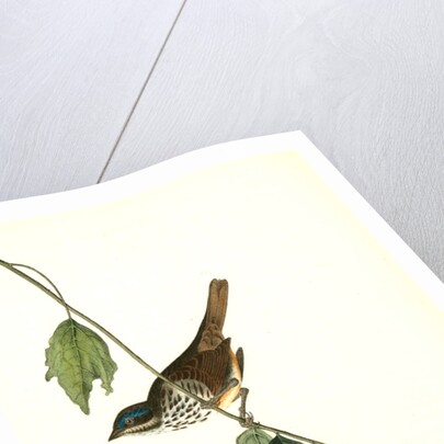 Townsend's Finch. Male by John James Audubon