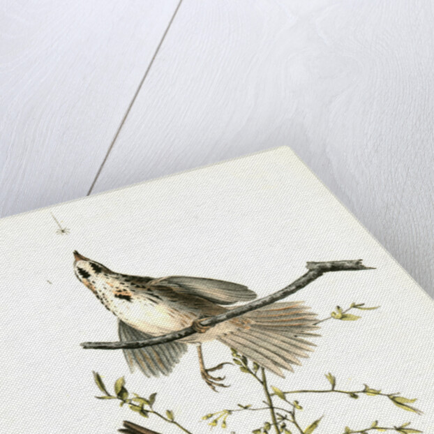 Song Finch by John James Audubon