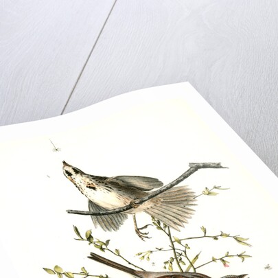 Song Finch by John James Audubon