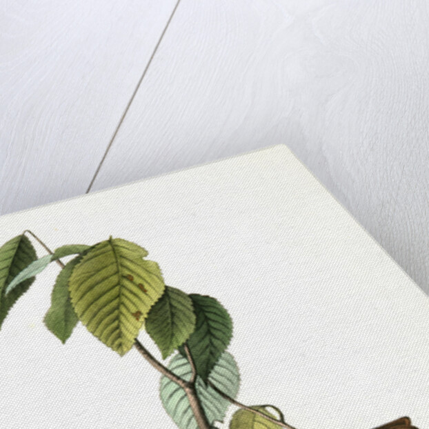 Morton's Finch. Male by John James Audubon