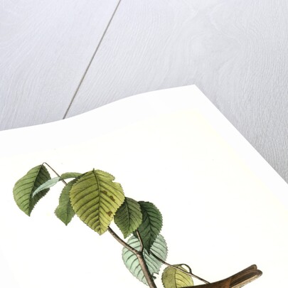 Morton's Finch. Male by John James Audubon