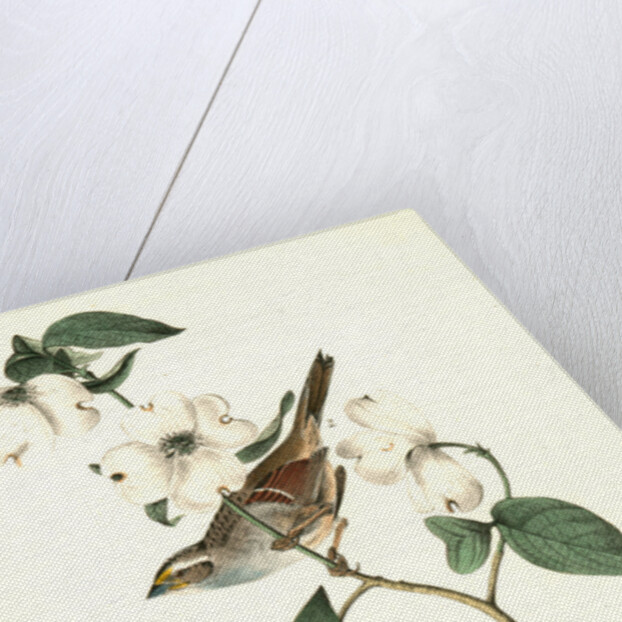 White-throated Finch. 1.Male. 2. Female. (Common Dogwood.) by John James Audubon