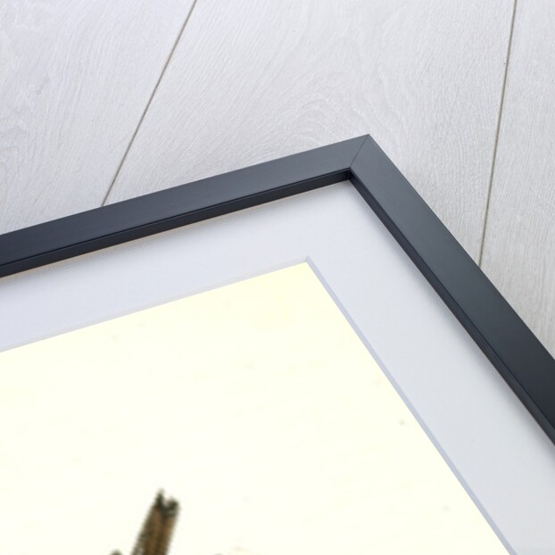 White-throated Finch. 1.Male. 2. Female. (Common Dogwood.) by John James Audubon