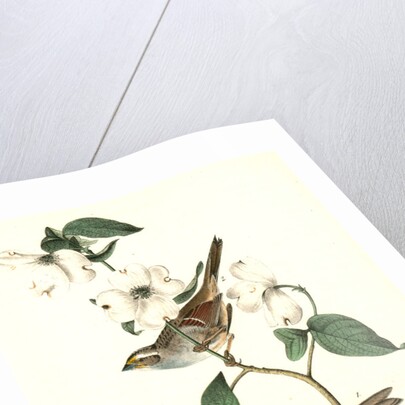 White-throated Finch. 1.Male. 2. Female. (Common Dogwood.) by John James Audubon