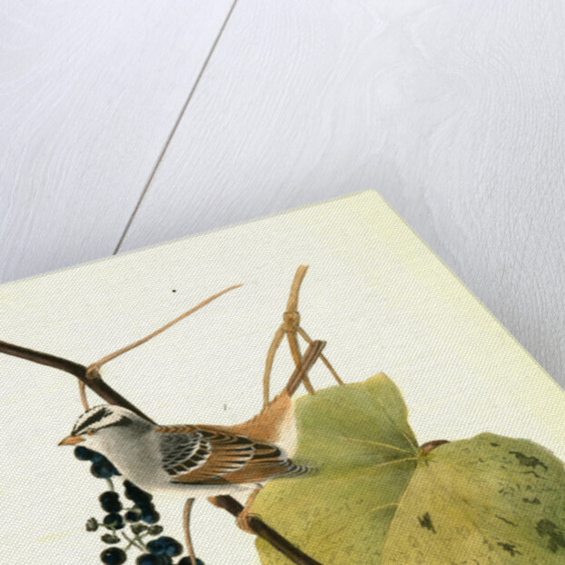 White-crowned Finch. 1.Male. 2. Female. (Wild Summer Grape.) by John James Audubon