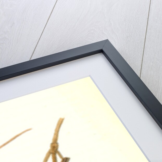 White-crowned Finch. 1.Male. 2. Female. (Wild Summer Grape.) by John James Audubon