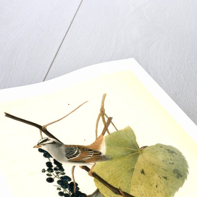 White-crowned Finch. 1.Male. 2. Female. (Wild Summer Grape.) by John James Audubon