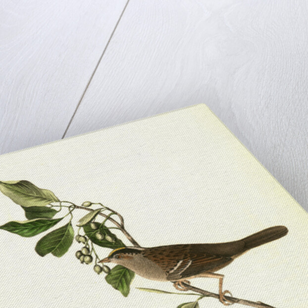 Black-and-yellow-crowned Finch by John James Audubon