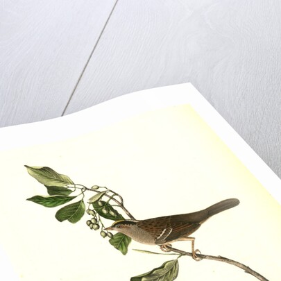 Black-and-yellow-crowned Finch by John James Audubon