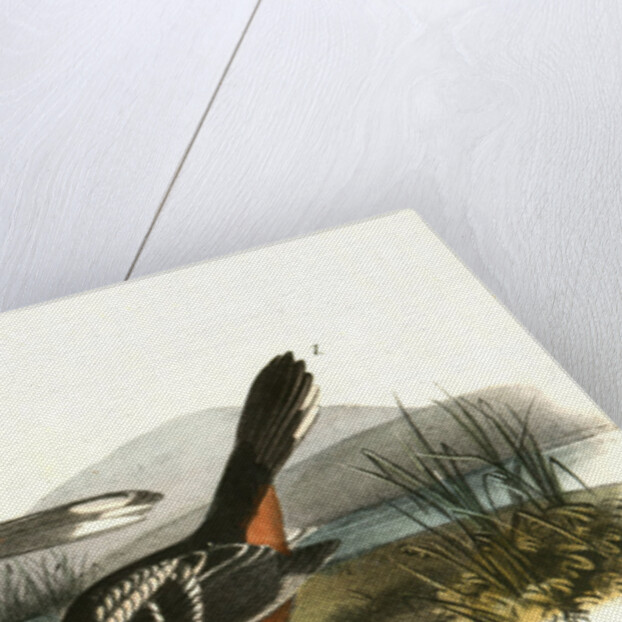 Arctic Ground Finch by John James Audubon