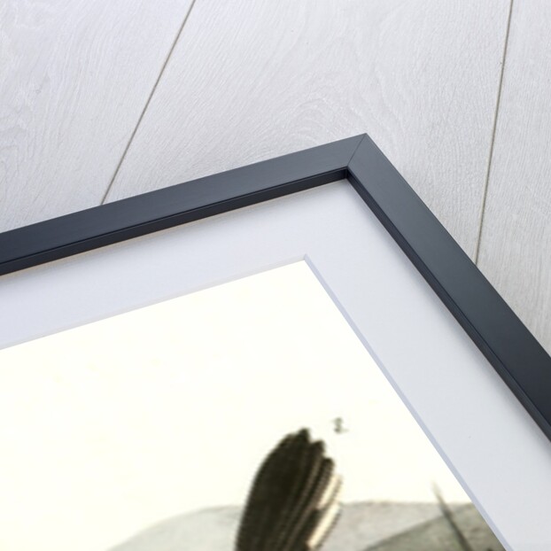 Arctic Ground Finch by John James Audubon