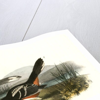 Arctic Ground Finch by John James Audubon