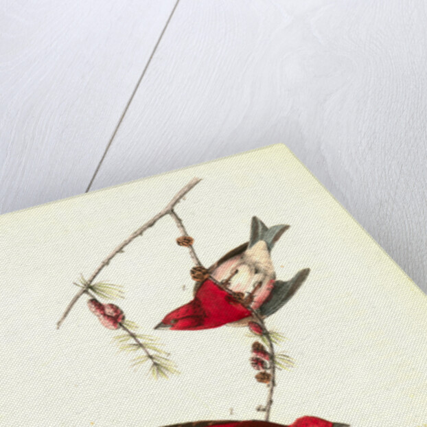 Crested Purple Finch by John James Audubon