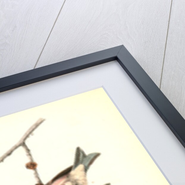 Crested Purple Finch by John James Audubon