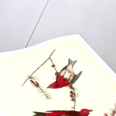 Crested Purple Finch by John James Audubon