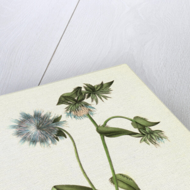 Gray-crowned Purple Finch. Male. (Stocessa cyanea.) by John James Audubon