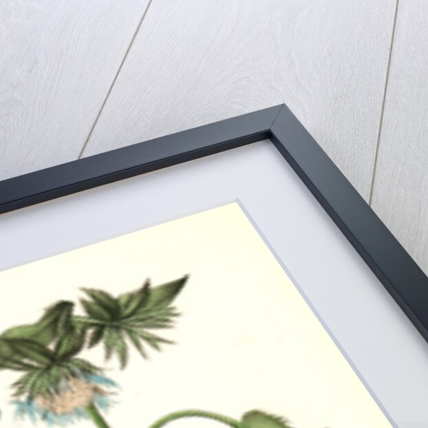 Gray-crowned Purple Finch. Male. (Stocessa cyanea.) by John James Audubon