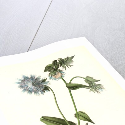 Gray-crowned Purple Finch. Male. (Stocessa cyanea.) by John James Audubon