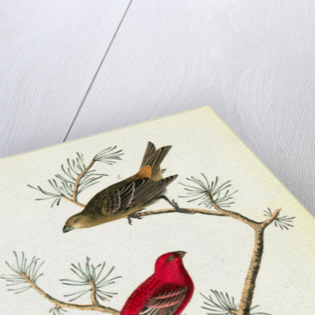 Common Pine-finch by John James Audubon