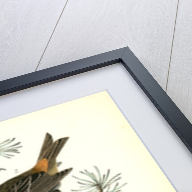 Common Pine-finch by John James Audubon