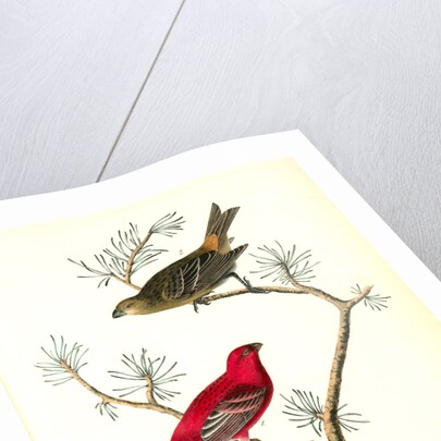 Common Pine-finch by John James Audubon