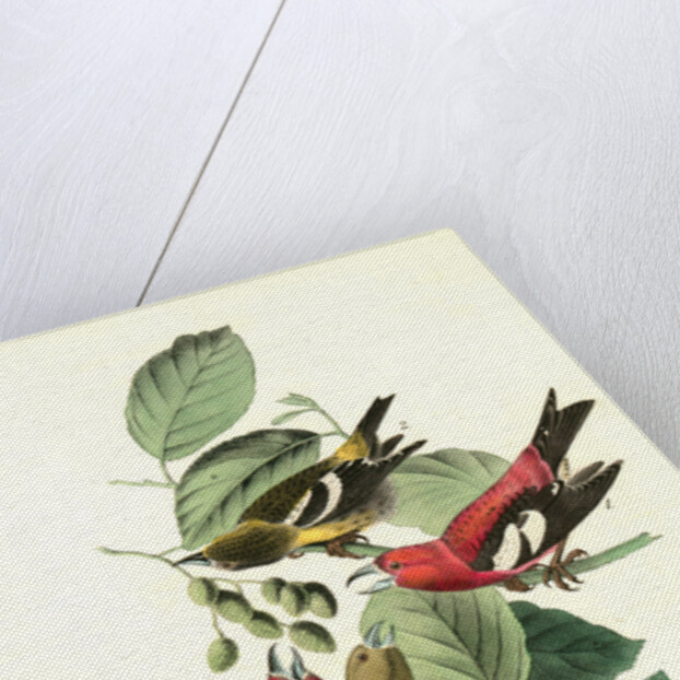 White-winged Crossbill by John James Audubon