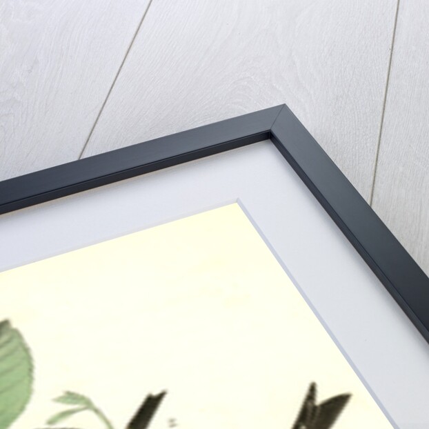 White-winged Crossbill by John James Audubon