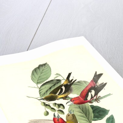White-winged Crossbill by John James Audubon